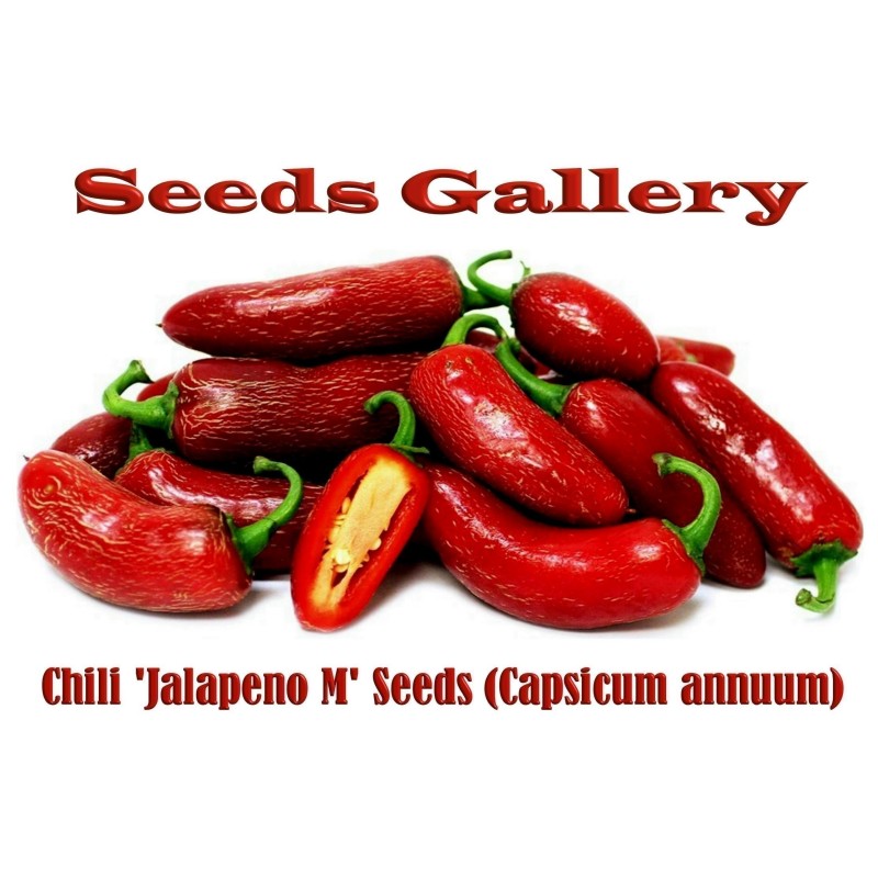 Jalapeno M Chili Seeds | Seeds Shop Store