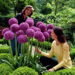 Riesen Lauch Samen Winterhart (Allium Giganteum) - 228.714671