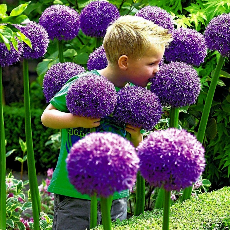 Riesen Lauch Samen Winterhart (Allium Giganteum) | Seeds Shop Store