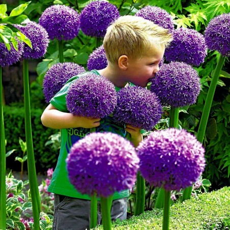 Riesen Lauch Samen Winterhart (Allium Giganteum) | Seeds Shop Store