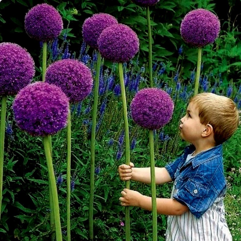 Riesen Lauch Samen Winterhart (Allium Giganteum) | Seeds Shop Store
