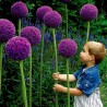 Riesen Lauch Samen Winterhart (Allium Giganteum) | Seeds Shop Store