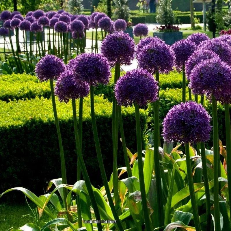 Riesen Lauch Samen Winterhart (Allium Giganteum) | Seeds Shop Store