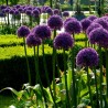 Riesen Lauch Samen Winterhart (Allium Giganteum) | Seeds Shop Store