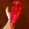 Moravska Kapija Big Sweet Pepper Seeds (Morava Gate) | Seeds Shop Store
