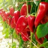 Moravska Kapija Big Sweet Pepper Seeds (Morava Gate) | Seeds Shop Store