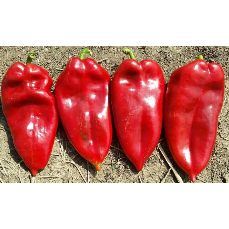 Moravska Kapija Big Sweet Pepper Seeds (Morava Gate) | Seeds Shop Store