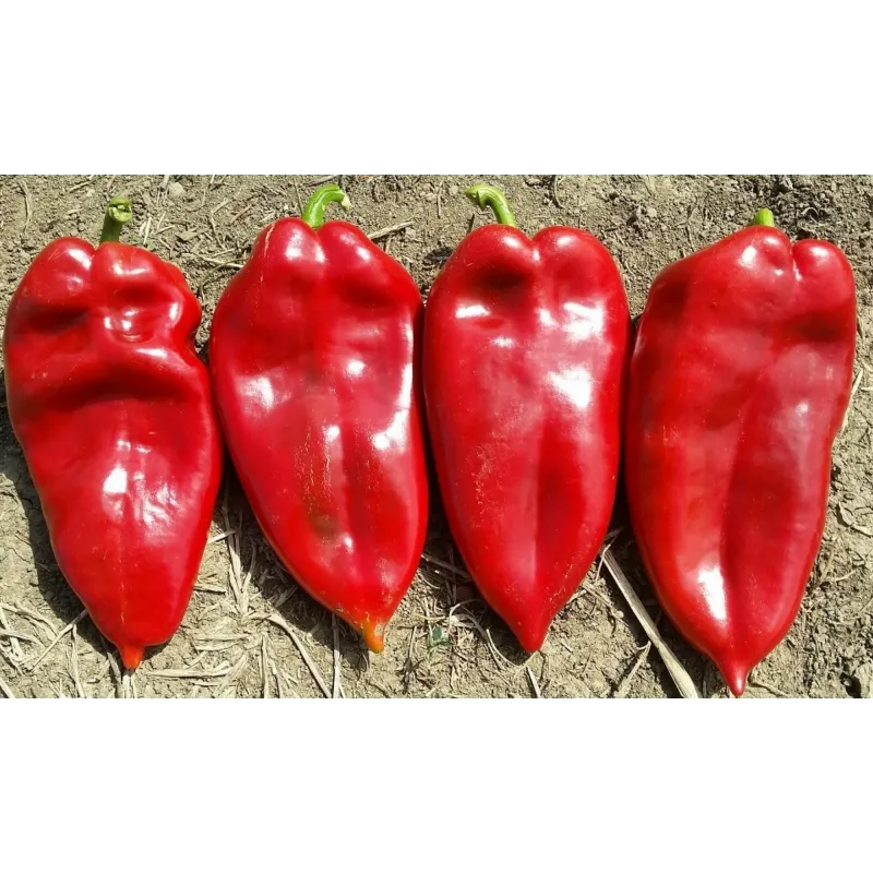Moravska Kapija Big Sweet Pepper Seeds (Morava Gate) | Seeds Shop Store