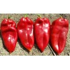 Moravska Kapija Big Sweet Pepper Seeds (Morava Gate) | Seeds Shop Store