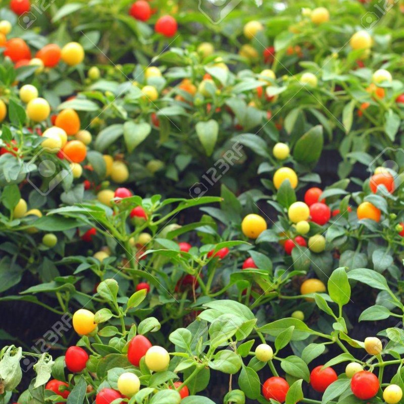 Sementes de pimentão cereja arco-íris | Seeds Shop Store