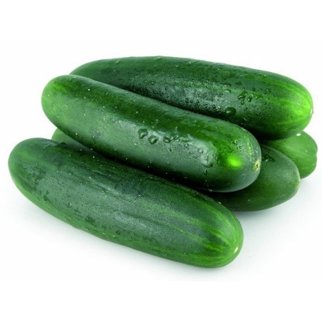 Sementes de pepino Sunny Creek | Seeds Shop Store