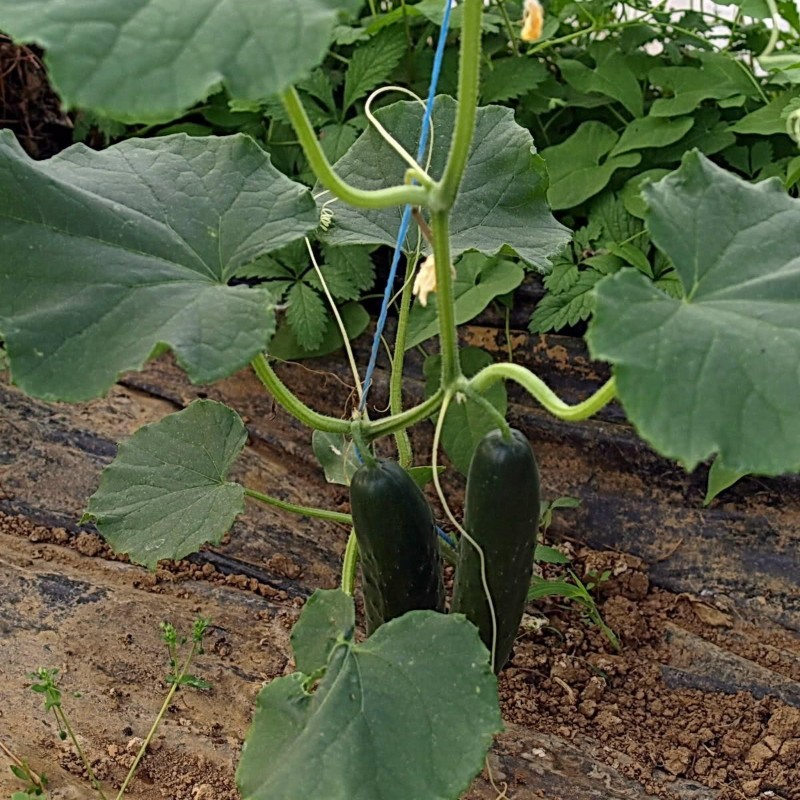 Semi di cetriolo Sunny Creek | Seeds Shop Store