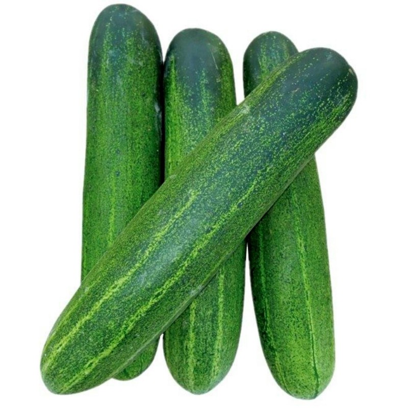 Typhoon Cucumber Seeds | Seeds Shop Store