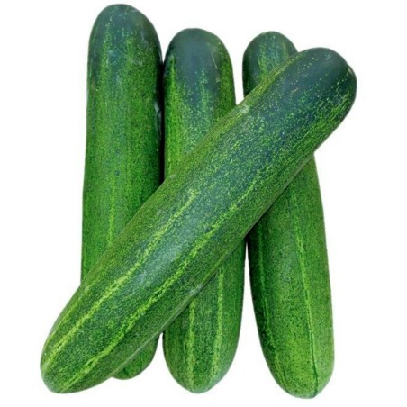 Typhoon Cucumber Seeds | Seeds Shop Store