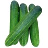 Typhoon Cucumber Seeds | Seeds Shop Store