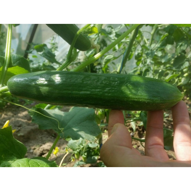 Typhoon Cucumber Seeds | Seeds Shop Store