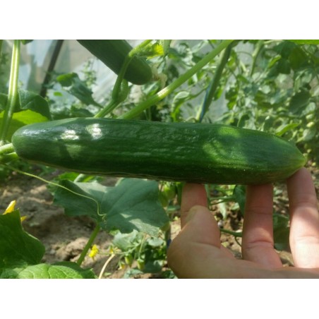 Typhoon Cucumber Seeds | Seeds Shop Store