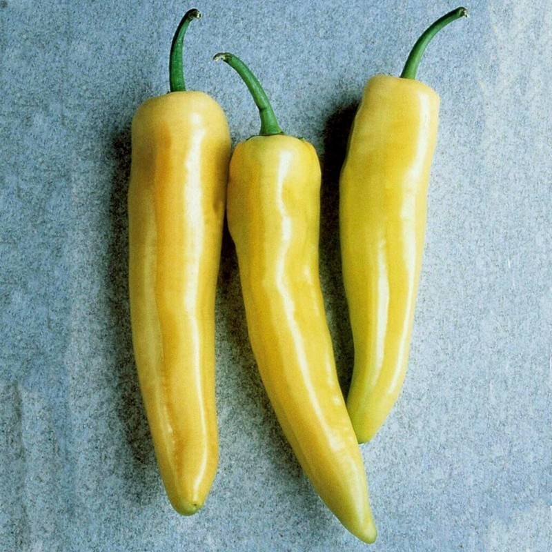 Sementes de pimenta doce Skala | Seeds Shop Store