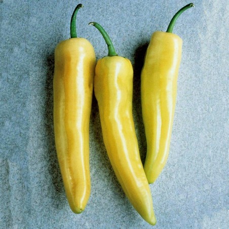 Μεγάλο γλυκό πιπέρι Σπόροι Σκάλα | Seeds Shop Store