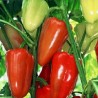 Semi di peperone Matica | Seeds Shop Store