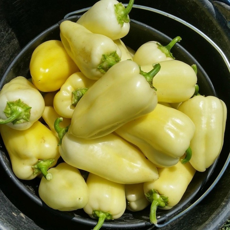 Matica γλυκιά πιπεριά Σπόροι | Seeds Shop Store