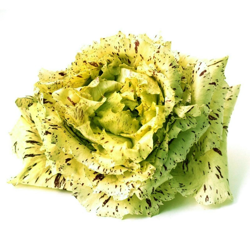 Εντατικά σπόρια Sasco D'oro Castelfranco | Seeds Shop Store