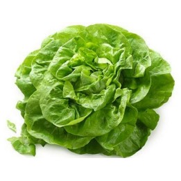 Σπόροι Μαρούλι Novosadska Majska - 1.305