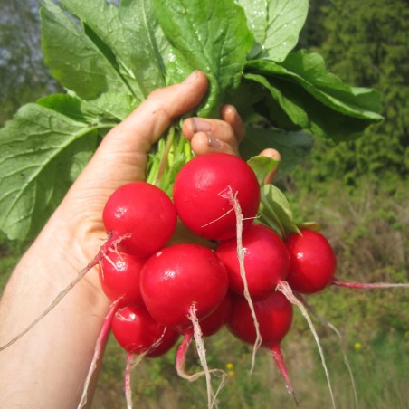 Radish seeds Siberian Prince (Variety from Russia) | Seeds Shop Store