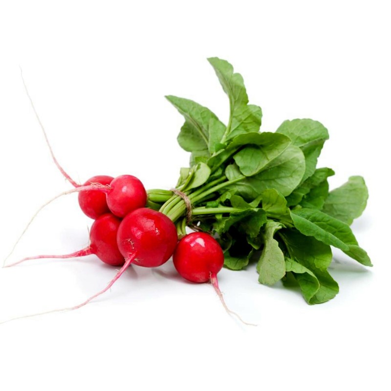 Radish seeds Siberian Prince (Variety from Russia) | Seeds Shop Store