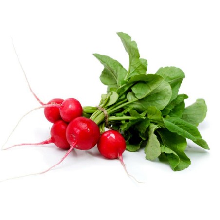 Radish seeds Siberian Prince (Variety from Russia) | Seeds Shop Store
