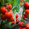 Tomato seeds Gruzanski Golden | Seeds Shop Store