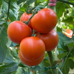 Graines de tomate Jasenički Jabučar (pomme Jasenica) - 1.395