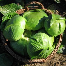 Varazdin cabbage seeds - 1.755