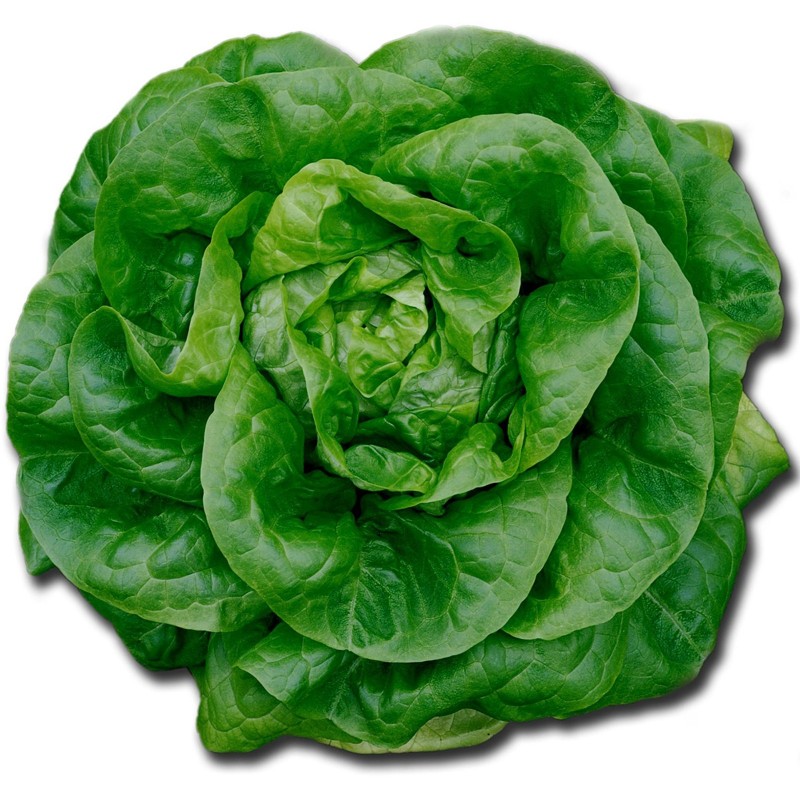 Butterhead lettuce seeds Nansen Noordpool | Seeds Shop Store
