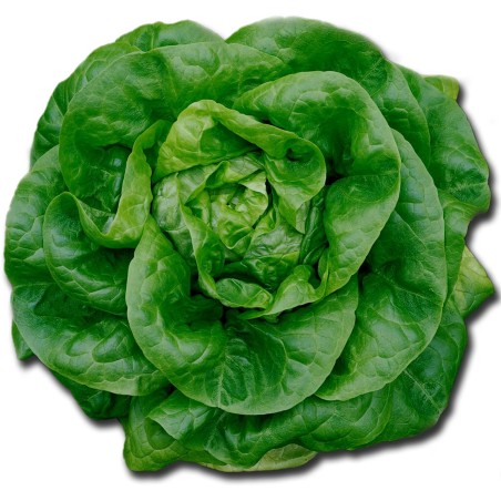 Butterhead lettuce seeds Nansen Noordpool | Seeds Shop Store
