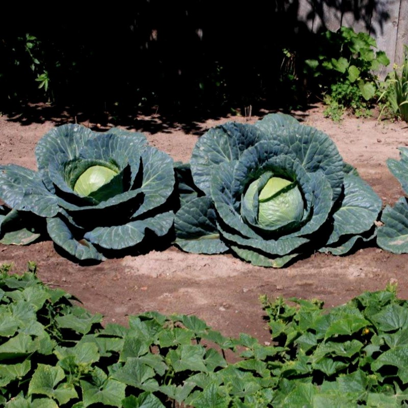 Cabbage Seeds Descendant F1 | Seeds Shop Store