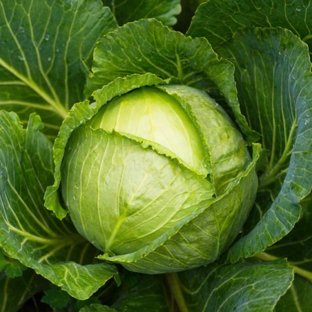 Cabbage Seeds Descendant F1 | Seeds Shop Store