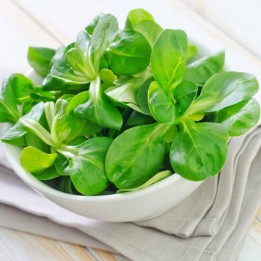 Seme salate Matovilac - 258.037065