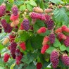 Sementes de TAYBERRY Amora-Framboesa | Seeds Shop Store