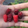 Sementes de TAYBERRY Amora-Framboesa | Seeds Shop Store