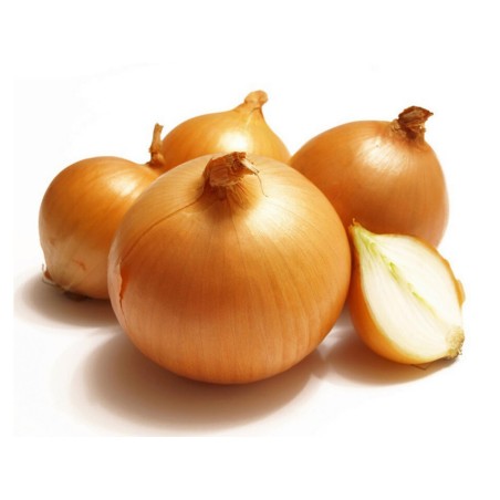 Holländische Zwiebelsamen | Seeds Shop Store