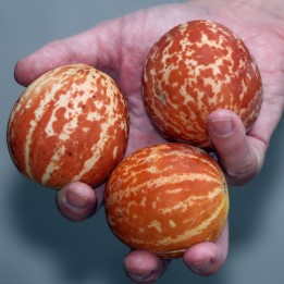 Το πεπόνι τσέπης της Βασίλισσας Άννας - 2.43