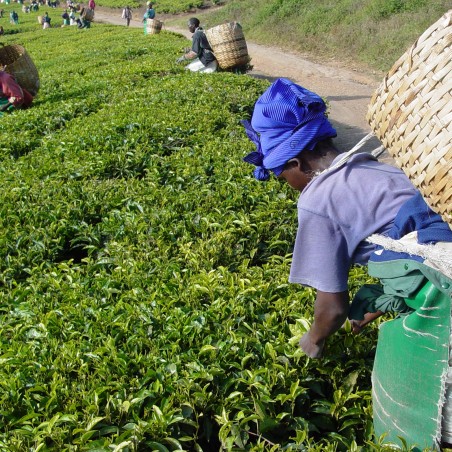 Tebuske frön (Camellia sinensis) | Seeds Shop Store