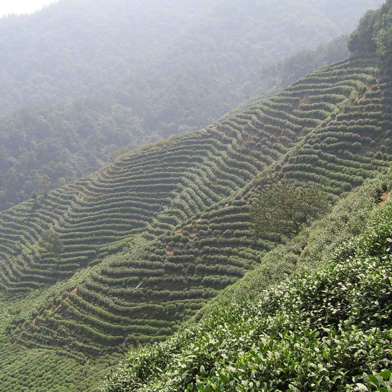 Tea Tree Seeds, tea plant, tea shrub (Camellia sinensis) | Seeds Shop Store