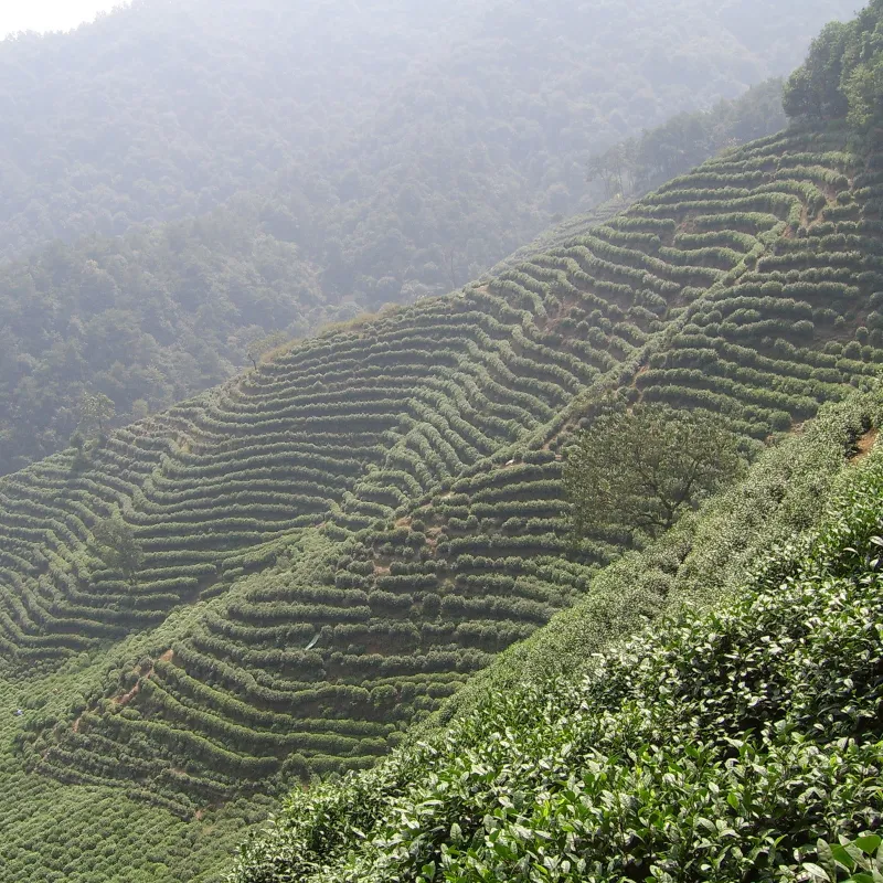 Tea Tree Seeds, tea plant, tea shrub (Camellia sinensis) | Seeds Shop Store