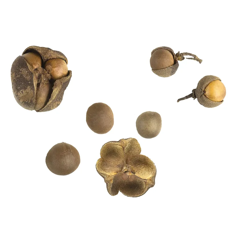 Tea Tree Seeds, tea plant, tea shrub (Camellia sinensis) | Seeds Shop Store