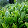Tebuske frön (Camellia sinensis) | Seeds Shop Store