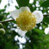 Tea Tree Seeds, tea plant, tea shrub (Camellia sinensis) | Seeds Shop Store