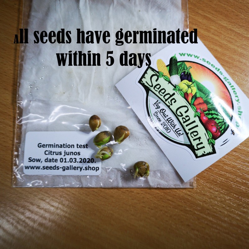 Yuzu Seme Japanski citrus -20 ° C (Citrus junos) | Seeds Shop Store