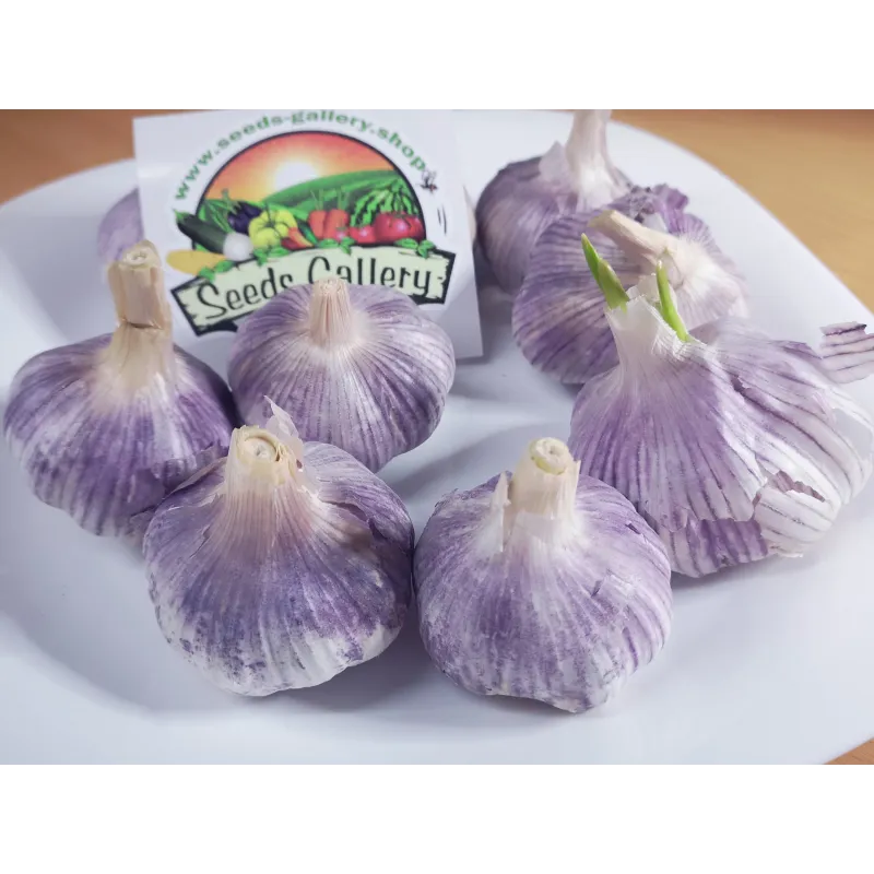 Spanska Roja vitlöksklyfta | Seeds Shop Store